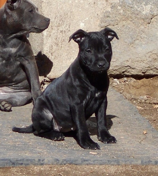 Way of Contines - Chiot disponible  - Staffordshire Bull Terrier