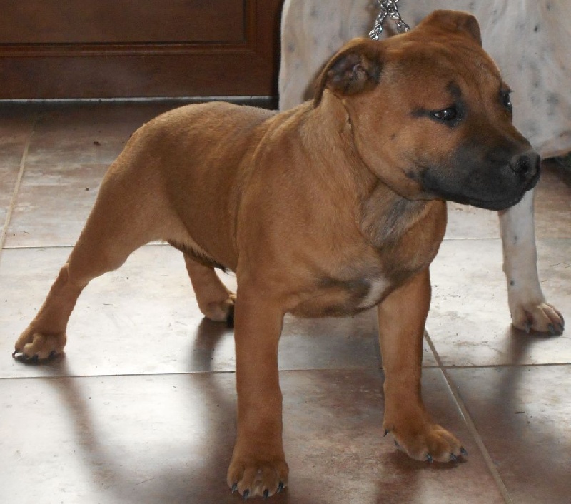 autres chien