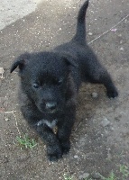 CHIOT