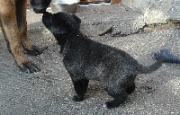 CHIOT
