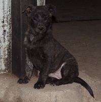 CHIOT