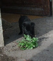 CHIOT