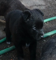 CHIOT
