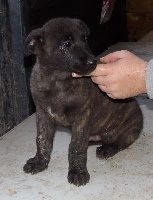 CHIOT